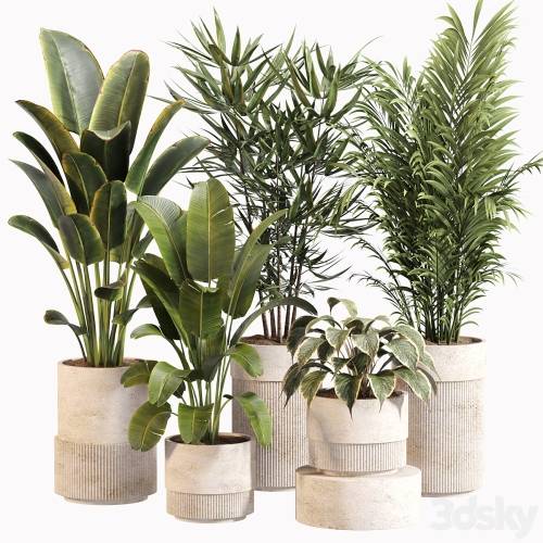 '3dsky Pro - Indoor Plant Set 031' '3dsky Pro - Indoor Plant Set 031'