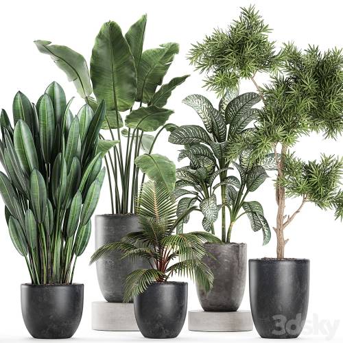 '3dsky Pro - Collection of small plants in black pots with banana palm, Dieffenbachia, tree. Set 757.'
