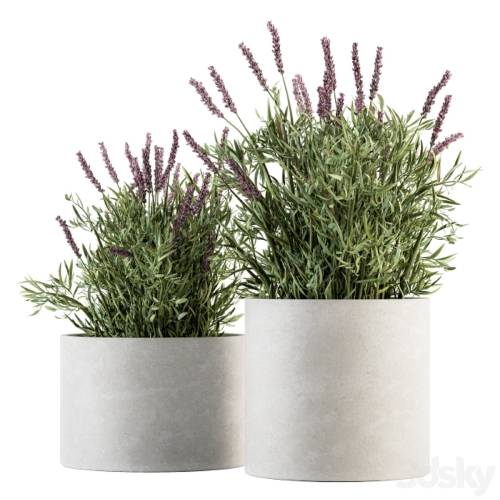 '3dsky Pro - indoor Plant Set 183 - Lavender Bush'
