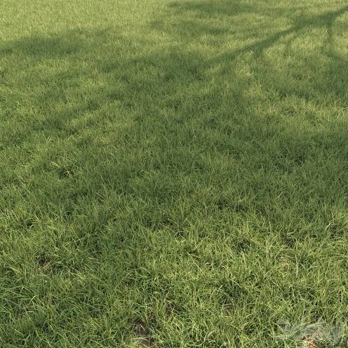 '3dsky Pro - Field grass 02'