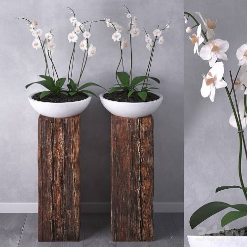 '3dsky Pro - Orchid set 01' '3dsky Pro - Orchid set 01'