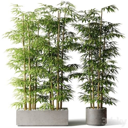 '3dsky Pro - Bamboo in rectangular and round pots' '3dsky Pro - Bamboo in rectangular and round pots'