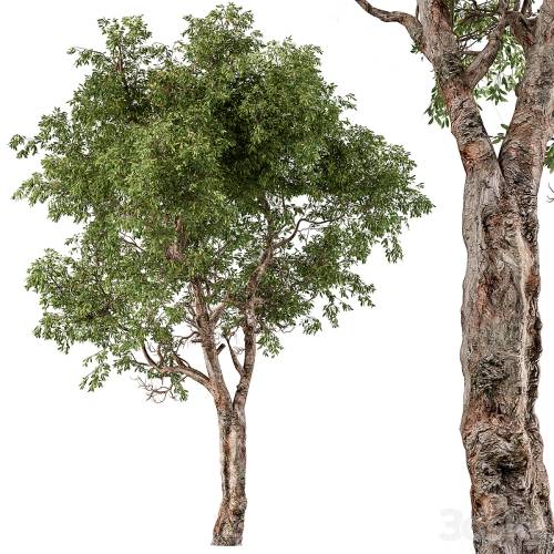 '3dsky Pro - Broadleaf Tree Set 217'