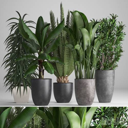 '3dsky Pro - Plant collection 255. strelitzia, banana, ficus, black flowerpot, pot, exotic plants'