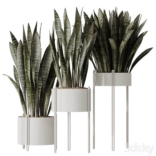 '3dsky Pro - HQ HousePlants Snake Green Sansevieria Trifasciata Robusta'