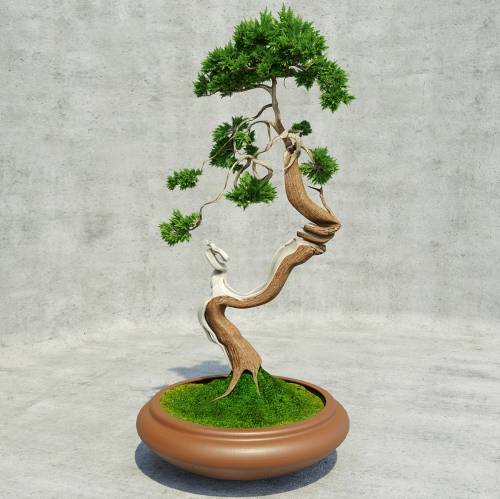 '3dsky Pro - Bonsai'