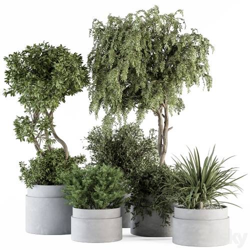 '3dsky Pro - indoor Plant Set 341- Tree and Plant Set in Gray pot'