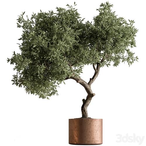 '3dsky Pro - Indoor Plant 573 -Tree in Pot' '3dsky Pro - Indoor Plant 573 -Tree in Pot'