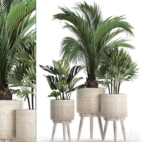 '3dsky Pro - A collection of plants in white modern baskets with Rhapis, monstera, a small lush palm tree. Set 427.' '3dsky Pro - A collection of plants in white modern baskets with Rhapis, monstera, a small lush palm tree. Set 427.'