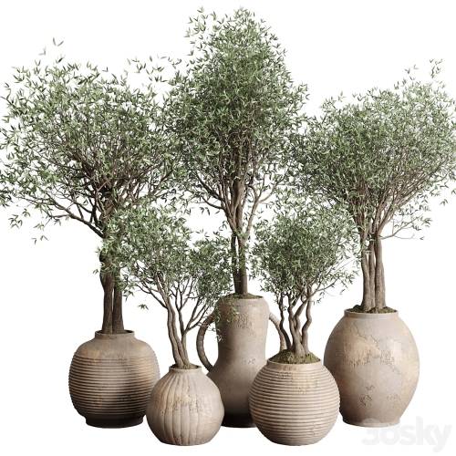 '3dsky Pro - Olive tree in an old earthenware vase indoor collection 182' '3dsky Pro - Olive tree in an old earthenware vase indoor collection 182'