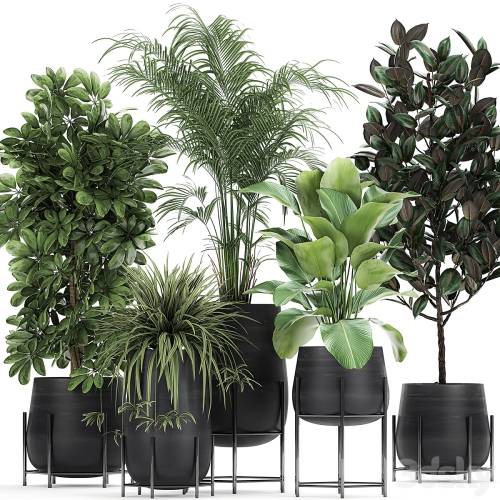 '3dsky Pro - Collection of plants in pots on legs with palm, strelitzia, Scheffler, Calathea lutea, Ficus, Chlorophytum. Set 769' '3dsky Pro - Collection of plants in pots on legs with palm, strelitzia, Scheffler, Calathea lutea, Ficus, Chlorophytum. Set 769'