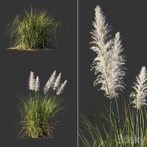 '3dsky Pro - Cortaderia dioecious / Cortaderia selloana' '3dsky Pro - Cortaderia dioecious / Cortaderia selloana'