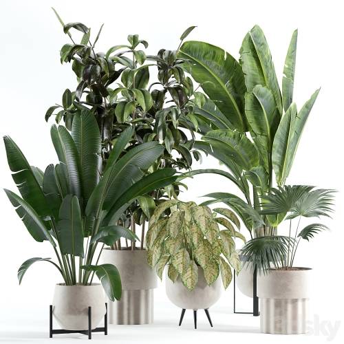 '3dsky Pro - indoor plant 308' '3dsky Pro - indoor plant 308'