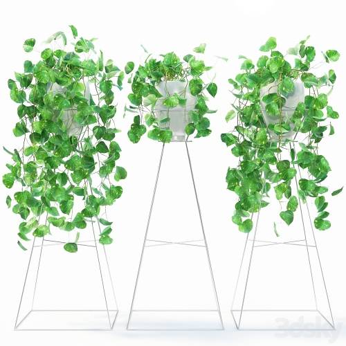 '3dsky Pro - Scindapsus' '3dsky Pro - Scindapsus'