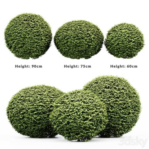 '3dsky Pro - 3 Dwarf Yaupon Holly - Spherical Plant' '3dsky Pro - 3 Dwarf Yaupon Holly - Spherical Plant'