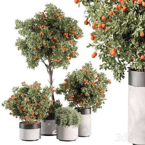 '3dsky Pro - Outdoor Plant 513 - Orange Tree'