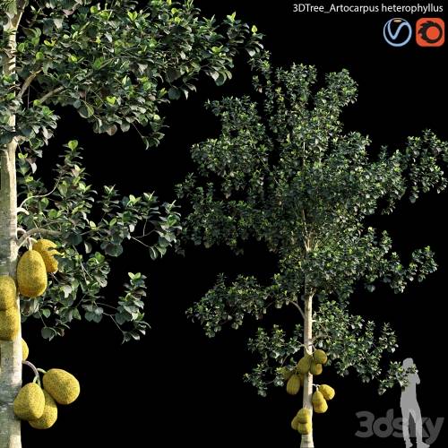 '3dsky Pro - Artocarpus heterophyllus 01'