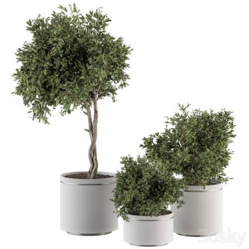 '3dsky Pro - indoor Plant Set 311 - Tree and Plant Set in Black pot' '3dsky Pro - indoor Plant Set 311 - Tree and Plant Set in Black pot'