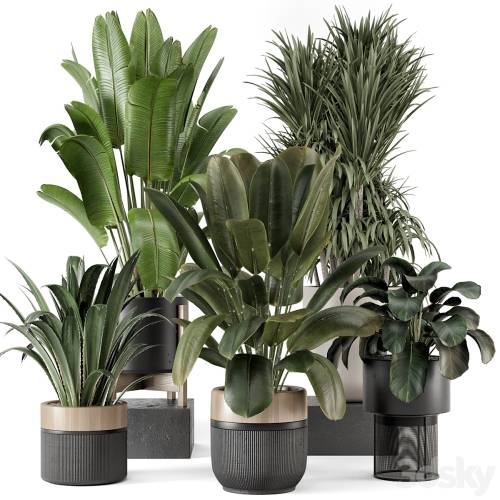 '3dsky Pro - Indoor Plants in Ferm Living Bau Pot Large - Set 1947' '3dsky Pro - Indoor Plants in Ferm Living Bau Pot Large - Set 1947'