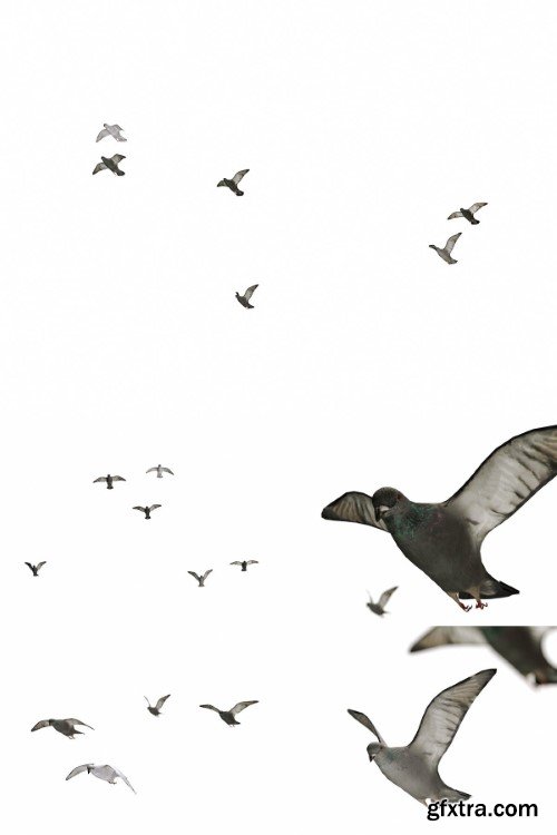 Nouvelle Mesure Lab - Pigeons Set