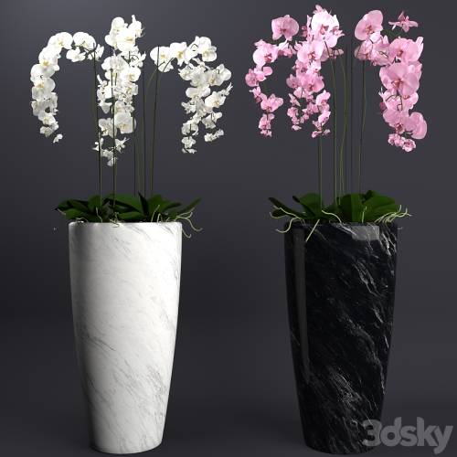 '3dsky Pro - Orchid 4' '3dsky Pro - Orchid 4'
