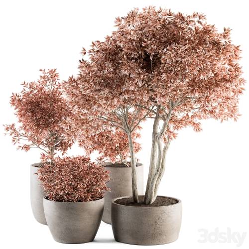 '3dsky Pro - Outdoor Plant Set 359 - Pink Plant Set in Concrete Pot' '3dsky Pro - Outdoor Plant Set 359 - Pink Plant Set in Concrete Pot'