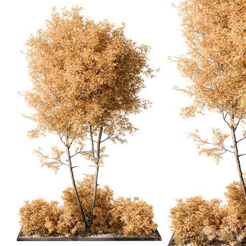 '3dsky Pro - Garden Plants - Outdoor Plants 476' '3dsky Pro - Garden Plants - Outdoor Plants 476'