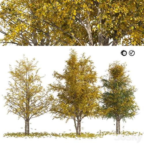 '3dsky Pro - Fall Water birch Trees' '3dsky Pro - Fall Water birch Trees'