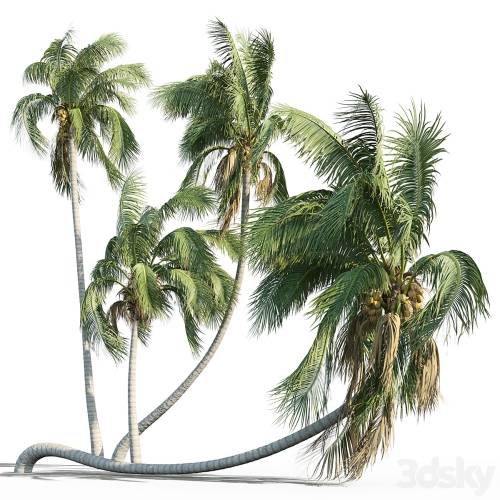 '3dsky Pro - Cocos nucifera (coconut tree)'