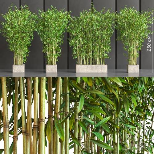 '3dsky Pro - potted bamboo' '3dsky Pro - potted bamboo'