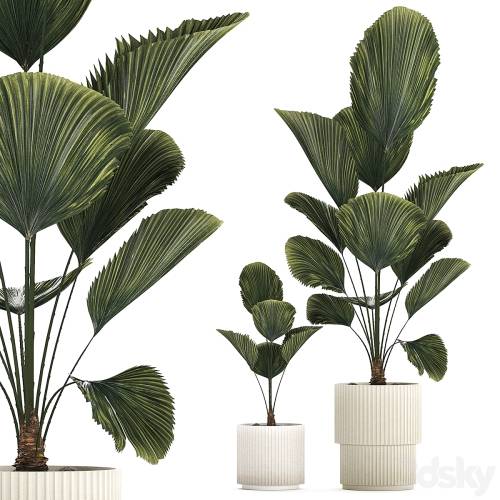 '3dsky Pro - Beautiful shrub small Likuala palm tree in a white flower pot. Plant collection 1270' '3dsky Pro - Beautiful shrub small Likuala palm tree in a white flower pot. Plant collection 1270'