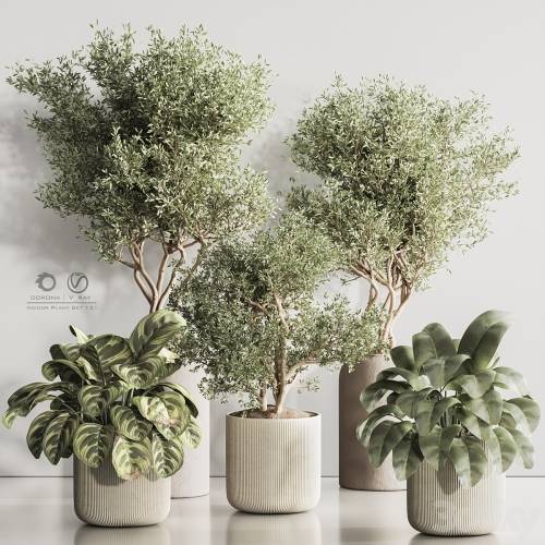 '3dsky Pro - Indoor Plant Set 121' '3dsky Pro - Indoor Plant Set 121'