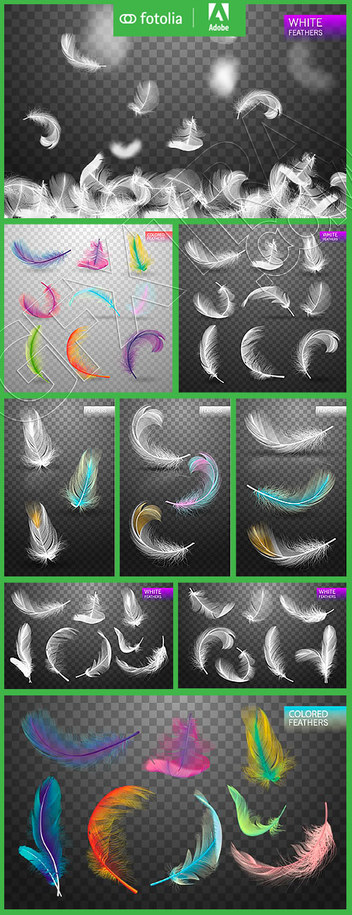 Realistic Decorative Feathers 12xEPS Realistic Decorative Feathers 12xEPS