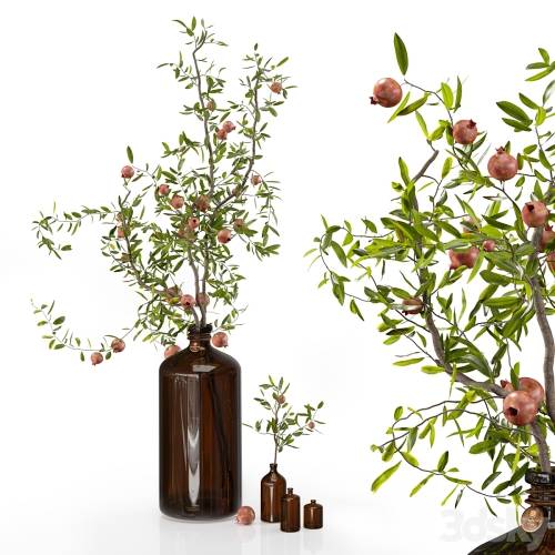 '3dsky Pro - Pomegranate branches in pharmacy bottles'