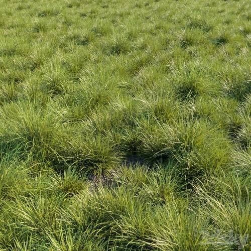 '3dsky Pro - Saw-sedges grass' '3dsky Pro - Saw-sedges grass'