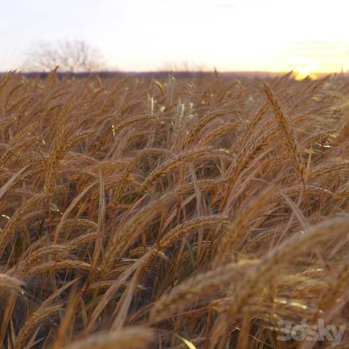 '3dsky Pro - Wheat' '3dsky Pro - Wheat'