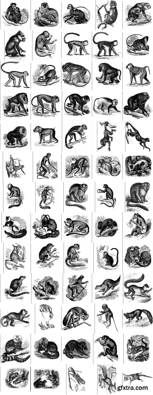 The Pepin Press - 5000 Animals, 2531xTIFF