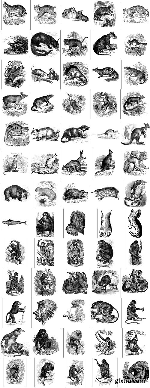 The Pepin Press - 5000 Animals, 2531xTIFF