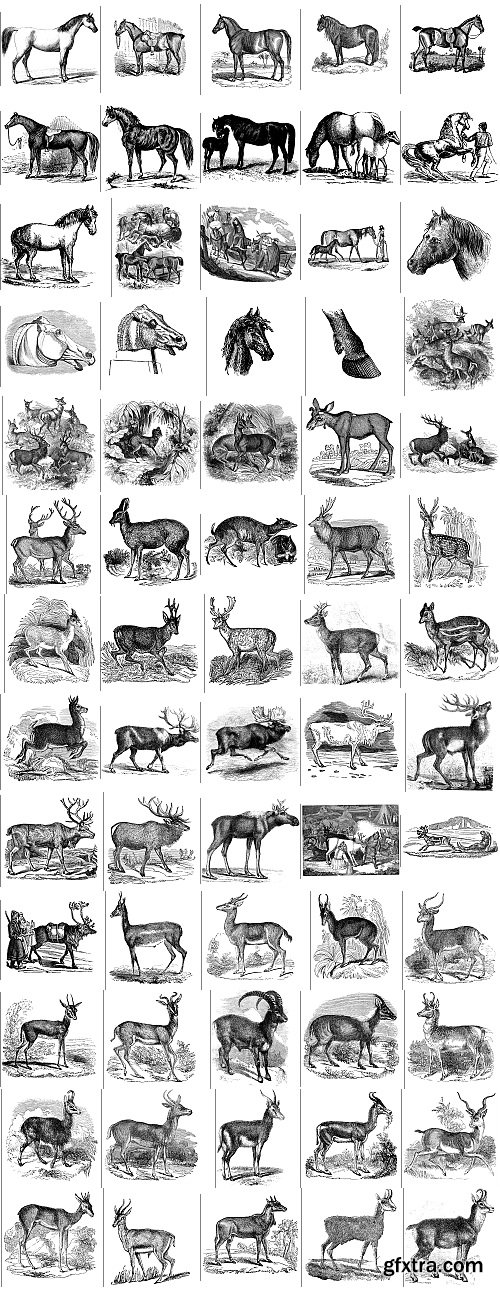 The Pepin Press - 5000 Animals, 2531xTIFF