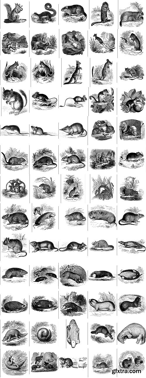 The Pepin Press - 5000 Animals, 2531xTIFF