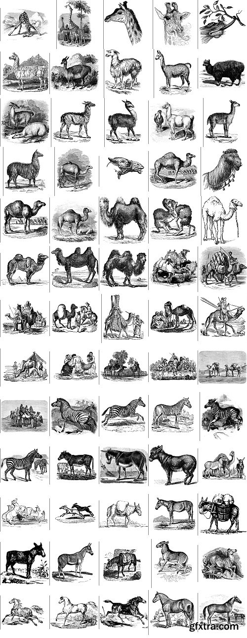 The Pepin Press - 5000 Animals, 2531xTIFF