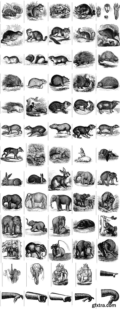 The Pepin Press - 5000 Animals, 2531xTIFF