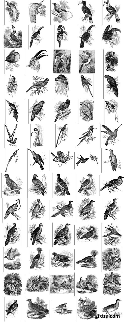 The Pepin Press - 5000 Animals, 2531xTIFF