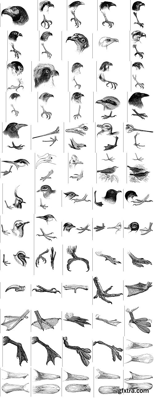 The Pepin Press - 5000 Animals, 2531xTIFF