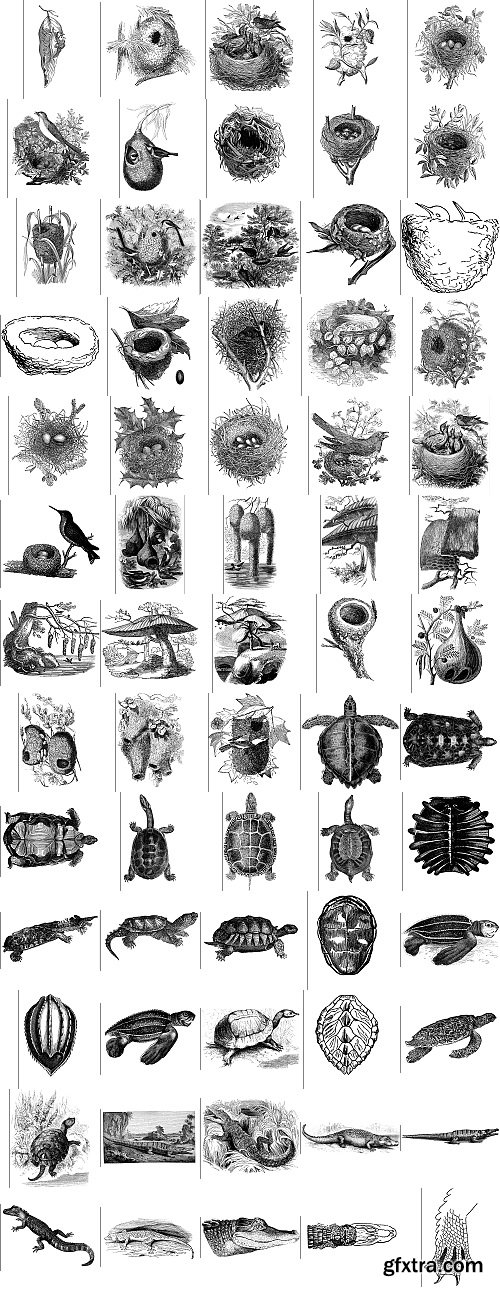 The Pepin Press - 5000 Animals, 2531xTIFF