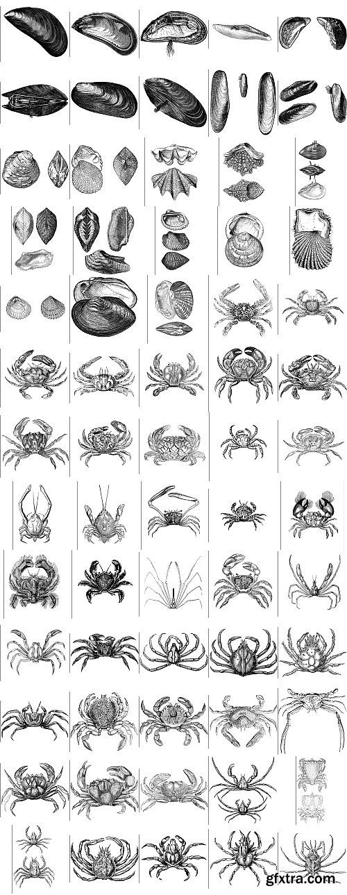 The Pepin Press - 5000 Animals, 2531xTIFF