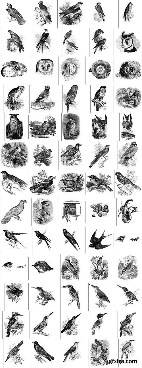 The Pepin Press - 5000 Animals, 2531xTIFF