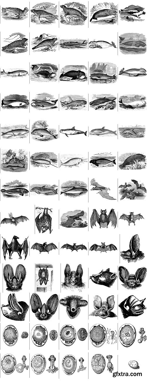 The Pepin Press - 5000 Animals, 2531xTIFF