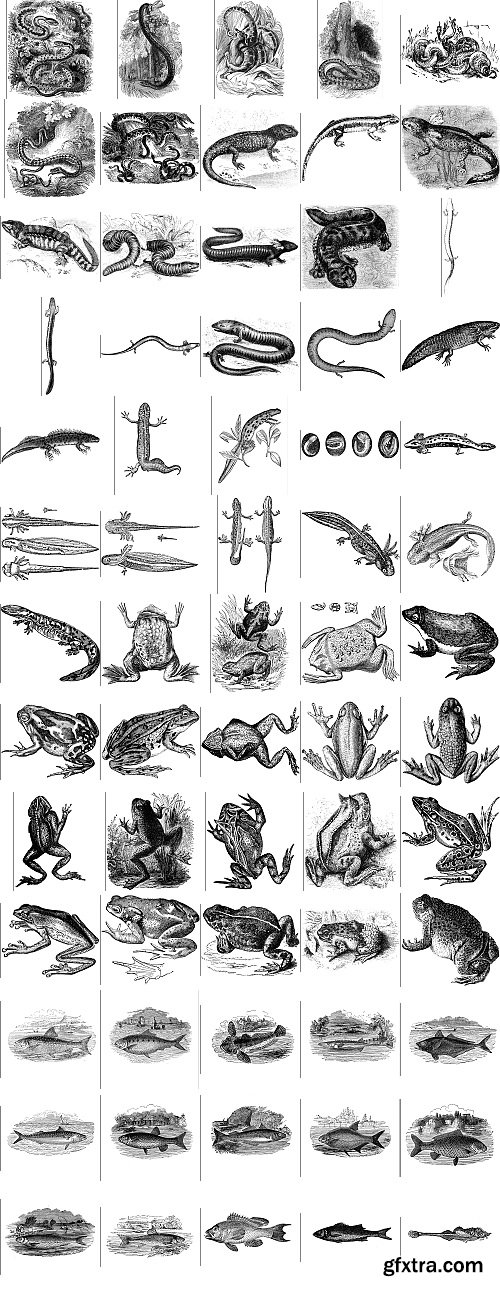 The Pepin Press - 5000 Animals, 2531xTIFF