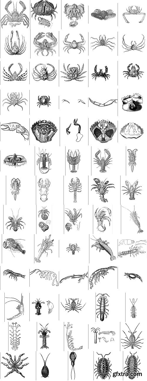 The Pepin Press - 5000 Animals, 2531xTIFF